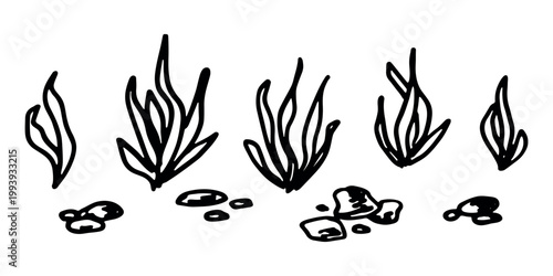 Hand drawn sea coral and seaweed doodle set Tropical underwater flora, aquarium plants, ocean plant, algae, coral reef, leaves, branches