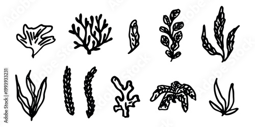 Hand drawn sea coral and seaweed doodle set Tropical underwater flora, aquarium plants, ocean plant, algae, coral reef, leaves, branches