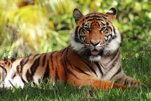 Canvas Print Bengal tiger in captivity with its beautiful colors - Panthera tigris tigris the