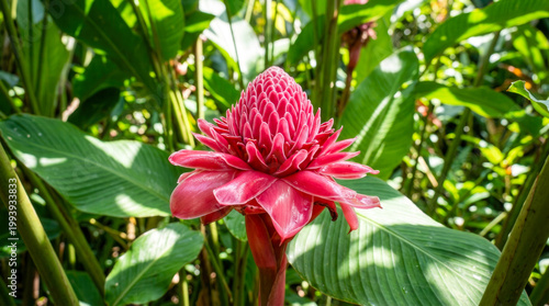 Vibrant pink Torch Ginger flower blooming in bright tropical garden