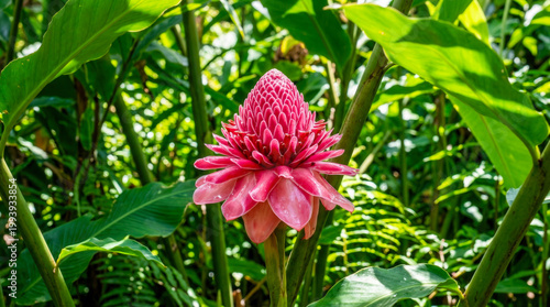Vibrant pink Torch Ginger flower blooming in bright tropical garden