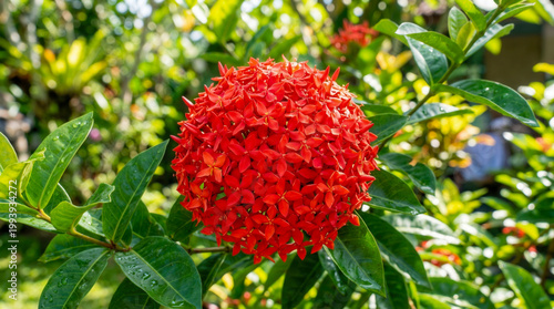 Dense cluster of bright red star shaped Ixora flowers in sunny garden