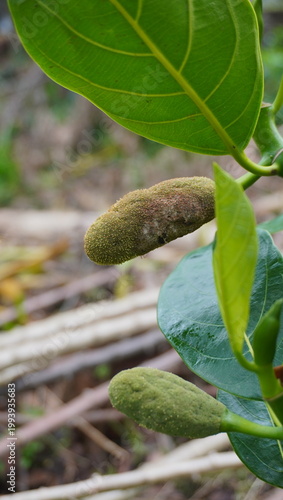 Jackfruit is attacked by fruit pests.