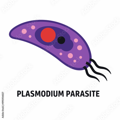 Plasmodium Parasite Malaria Vector Art
