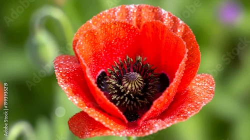 A beautiful bright red poppy flower blooming in a green field.