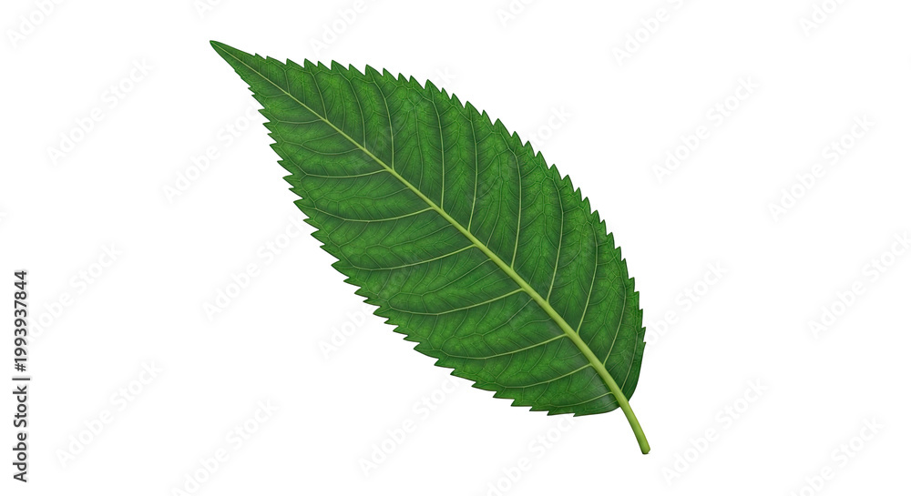 Fototapeta premium Green Serrated Leaf with Prominent Veins