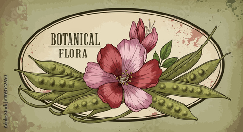 Botanical illustration of flowering plant with pods in vintage style