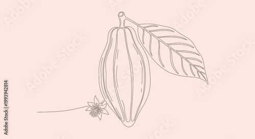 Cocoa plant illustration outline drawing of fruit leaf and flower