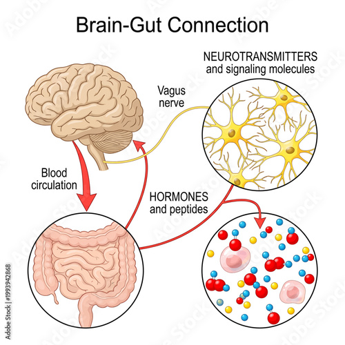 Vector illustration of the brain-gut connection diagram