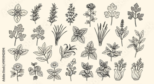Collection of hand drawn herb illustrations on cream background for design