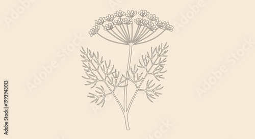 Delicate botanical illustration of dill plant with cream background