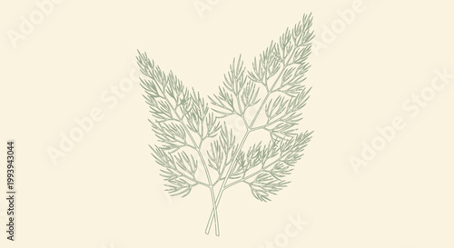 Delicate dill plant illustration on a neutral background vector artwork