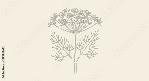 Delicate dill plant illustration on beige background for culinary and design purposes