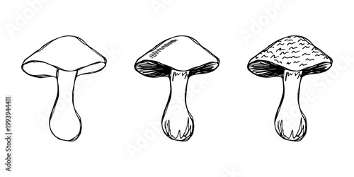 Hand drawn mushroom doodle set Botanical illustration Cute autumn mushroom Healthy eco food Organic vegetarian food For stickers, greeting card, design, print, packaging, decor, kids books