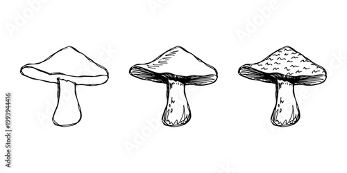 Hand drawn mushroom doodle set Botanical illustration Cute autumn mushroom Healthy eco food Organic vegetarian food For stickers, greeting card, design, print, packaging, decor, kids books