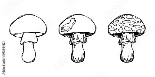 Hand drawn mushroom doodle set Botanical illustration Cute autumn mushroom Healthy eco food Organic vegetarian food For stickers, greeting card, design, print, packaging, decor, kids books