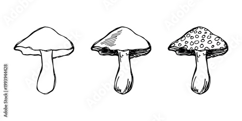 Hand drawn mushroom doodle set Botanical illustration Cute autumn mushroom Healthy eco food Organic vegetarian food For stickers, greeting card, design, print, packaging, decor, kids books