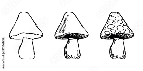 Hand drawn mushroom doodle set Botanical illustration Cute autumn mushroom Healthy eco food Organic vegetarian food For stickers, greeting card, design, print, packaging, decor, kids books