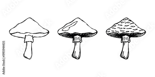 Hand drawn mushroom doodle set Botanical illustration Cute autumn mushroom Healthy eco food Organic vegetarian food For stickers, greeting card, design, print, packaging, decor, kids books