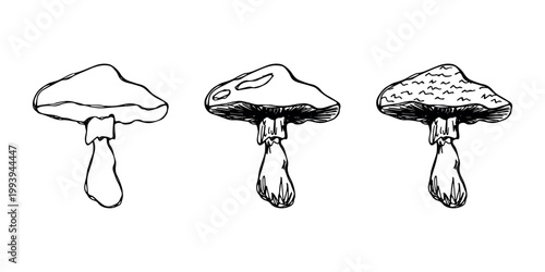 Hand drawn mushroom doodle set Botanical illustration Cute autumn mushroom Healthy eco food Organic vegetarian food For stickers, greeting card, design, print, packaging, decor, kids books