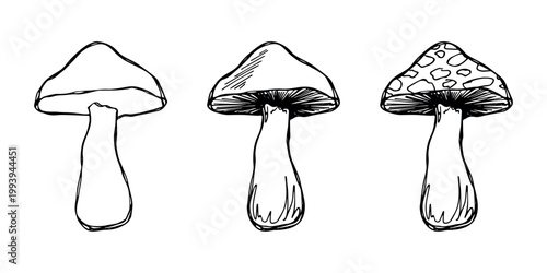 Hand drawn mushroom doodle set Botanical illustration Cute autumn mushroom Healthy eco food Organic vegetarian food For stickers, greeting card, design, print, packaging, decor, kids books