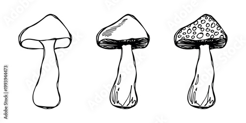 Hand drawn mushroom doodle set Botanical illustration Cute autumn mushroom Healthy eco food Organic vegetarian food For stickers, greeting card, design, print, packaging, decor, kids books