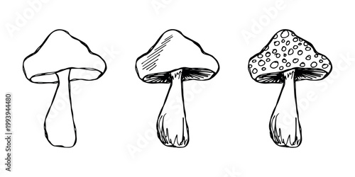 Hand drawn mushroom doodle set Botanical illustration Cute autumn mushroom Healthy eco food Organic vegetarian food For stickers, greeting card, design, print, packaging, decor, kids books