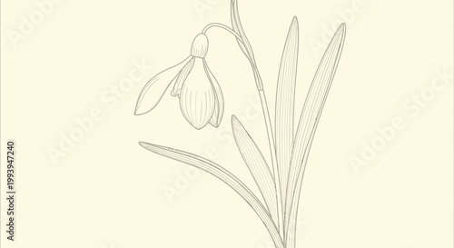 Delicate snowdrop flower illustration on cream background botanical art