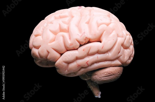 Detailed lateral view anatomical model of the human brain cortex on a black background