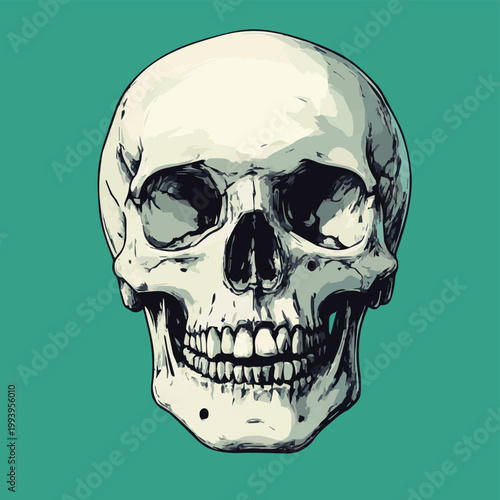 Artistic illustration of a human skull with detailed features on a vibrant background, perfect for designs.