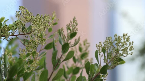 Close Up Of Leaves With Buildings Background.