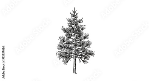 A single pine tree standing tall.