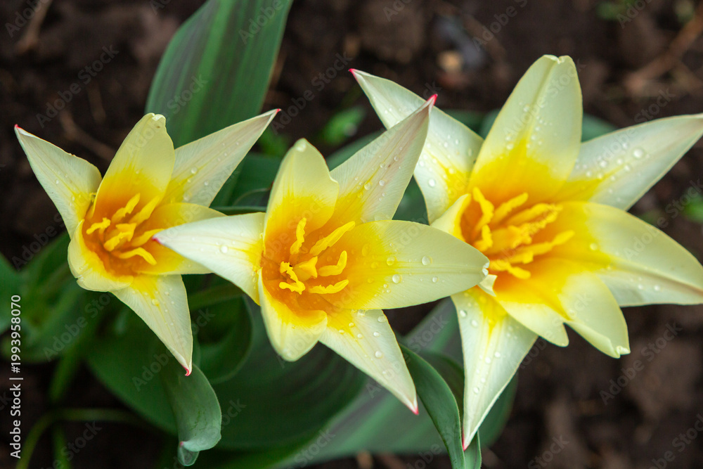 Fototapeta premium Yellow-red tulips croissant pattern for design.