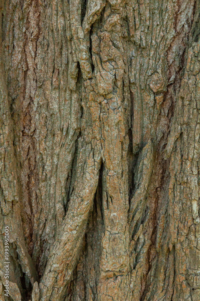 Fototapeta premium Old tree bark background for design
