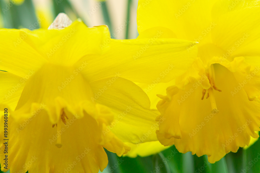 Fototapeta premium Yellow daffodils close-up, image for design.