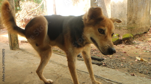 Photos A brown and black mixed breed dog