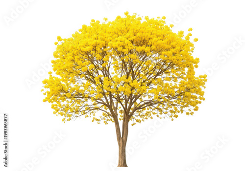 Vibrant Yellow Forsythia Tree in Full Bloom Isolated on White Background