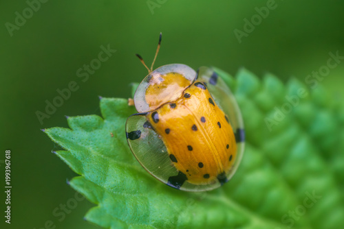 ladybug on leaf