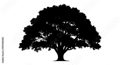 Large Tree Silhouette Against Light.