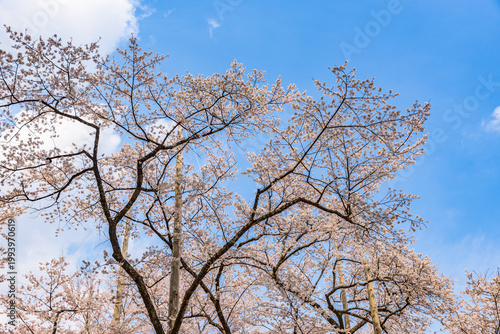 Usuzumi Zakura cherry blossoms in full bloom, Neodani Usuzumi Park, one of Japan's Top 100 Cherry Blossom Spots