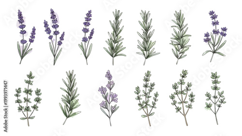 Lavender Rosemary Herb Botanical Illustrations for Commercial Use, Vector Graphics