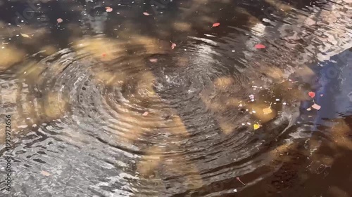 池に落ちる水しずくと美しい波紋