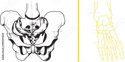 Medical illustration of human pelvis and foot skeletal structure isolated on white background