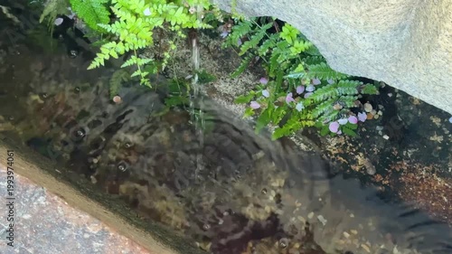 水路に落ちる水しずくと桜の花びら