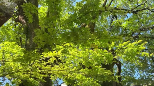 初夏の風に揺れるもみじの葉ち小鳥がさえずり