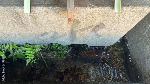 神社の手水舎　竹から流れる水と春の桜の花びら