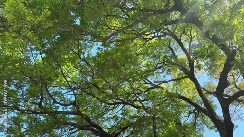 初夏の新緑の木々が風に揺れる
