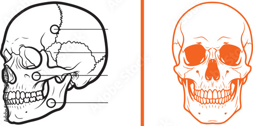 Human skull anatomy diagram vector illustration with frontal and profile views isolated on white background