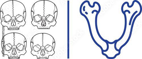 Set of human skull line drawings and mandible jawbone icon isolated on white background