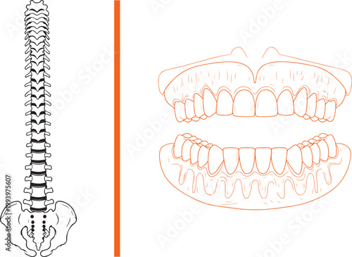 Foto Human spine and teeth jaw line art vector illustration isolated on white backgro
